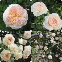 유럽프랑스장미묘목/덩굴장미/사계장미/몬쟈뎅&마메종 (Mon Jardin& Ma Maison), 1개