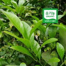 유기농 생 라임잎 국산 30g 물대용 라임생잎 효능 차 고기삶을때 잡내제거 천연 향신료
