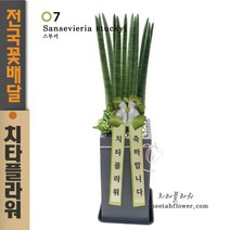 치타플라워 개업축하화분 스투키 공기정화식물 [CTstk07-01] 생일 이사 승진 관엽식물 전국 당일 꽃배달