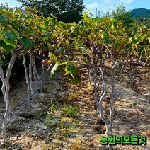 포도나무 묘목 4년생 결실주 캠벨 야생머루 거봉 샤인머스켓 가지포도(블랙사파이어), 캠벨4년생