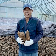 국내산 강원도 햇 생 야콘 5kg 10kg 못난이 (22년 햇야콘 11월28일 순차발송), 강원도 야콘 10kg 하품