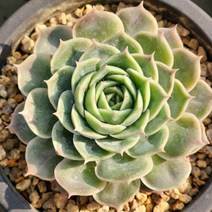온슬로우금(랜덤발송)
