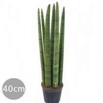 도도팜 아이비 나무 스킨답서스 행운목 개운죽 풍란 행운목 테이블야자 호야 몬스테라 산호수 율마 천냥금 오렌지자스민 수퍼바 산세베리아 금전수 스파트필럼 스투키 문샤인 남천 고무나무, 52. 스투키 40cm 1개