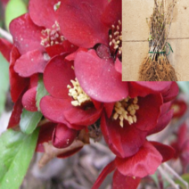 (G소망)흑광 명자나무묘목 키80센치 3그루