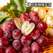 포도나무 유실수 가림원예조경, 마이하트 삽목1년