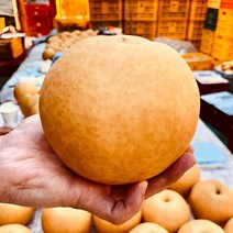 [농장직송] 과즙줄줄 남양주 먹골배 신고배 7.5kg 과수 필요 선물용 가정용 먹꿀배 햇배 과일배, 가정용14-16과