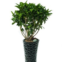 실내공기정화식물, 15 쟈스민, 999개