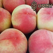 복숭아나무 황도 백도 신비복숭아 월천백도 중생황도 나무언니, 월천백도 접목1년 특묘(2개묶음), 1개