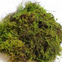 국내산 자연 천연 생이끼 완전건조1kg(털깃털이끼) 고급화분장식 테라리움 풍란 석 목부작 분재 분경마감 원예용 정원조경 인삼포장 애완용 교구용