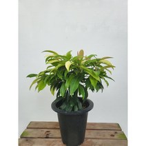 35~55cm 신종 무늬만냥금 중대품 249, 1개
