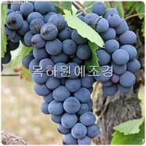 목하원예조경 포도나무 묘목 (캠벨) 삽목1년특묘
