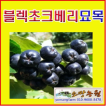 (D소망)블렉초크베리(아로니아)묘목 삽목4년(분)2그루