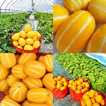 성주 꿀 참외 한박스 10kg 5kg 가정용 선물용 로얄과 꿀맛 고당도 당일수확 산지직송, 성주 꿀참외 프리미엄(중대과) 선물용 5kg