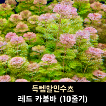 레드 카붐바 (10줄기)