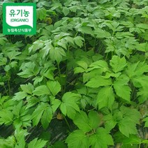 박정국 농부의 유기농 신선초 2kg, 1개