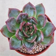 (숙이네다육이야기)1329-샴페인 다육이 선인장 반려식물 공기정화, 1개