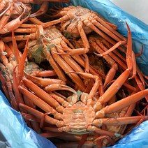 당일조업 연지홍게 3KG ( 8-12미내외) /실속형B급, 단품