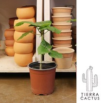 미세먼지 제거에 탁월한 공기정화식물 휘카스 움베르타 중형 - 옮겨심기용 포트 저면관수 화분 9color, 옮겨심기용 포트 (화분불포함)