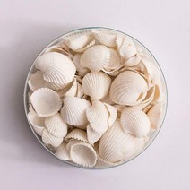 미니 조개껍질(약 100~120개), 단품