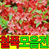 철쭉묘목 영산홍 자산홍 꽃나무 산소에심는나무, 자산홍(보라꽃), 10그루