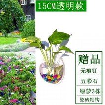 네온테트라 희귀열대어 새우키우기 어항꾸미기 루돌프구피 하프문베타 엔젤피쉬A12, 15CM 직경 투명