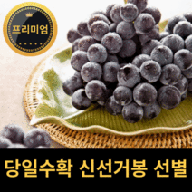 김천 거봉 포도 국산, 2kg x 3~4수