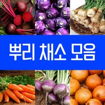 당근 양파 비트 무 콜라비 씨앗 알타리무 열무 순무 게걸무 수박무 단무지무 진드르무 백조생무 자색양파 근채류 뿌리 야채 채소씨앗 유니온비트 씨 샐러드 텃밭 파종 종자모음, 16.춘추장백조생무 10g