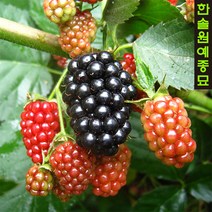 슈퍼블랙베리 조직배양묘(가시없는 복분자), 01.슈퍼블랙베리V11 포트묘(1개), 1개
