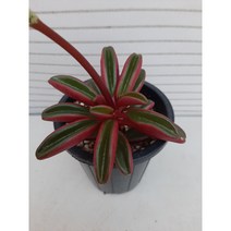 다육이홍페페, 1개