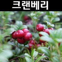크랜베리 나무 묘목 5치포트묘 1개/유실수 과실수, 1개