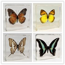 나비표본/나비박제 과학시간 과제/교육용 7.5cm, 잠자리