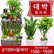 대박플라워 2020 공기정화식물 개업화분 집들이 인테리어 관엽식물 꽃배달, 17.안시리움B, 1개