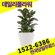 고무나무 개업화분 축하화분 개업식 개업선물 식당 카페 개원 집들이 승진 취임 부임 영전 전국당일무료배송 실내관엽식물