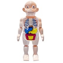 어린이 과학실습교구 미니 인체탐구 학교수업 학습