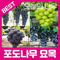 합리적 가격의 우수한 포도나무묘목(샤인머스캣 가지포도(블랙사파이어) 거봉 머루(mba) 캠벨포도), 샤인머스캣 삽목1년생