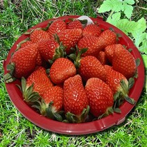 과일Tv 당일경매 프리미엄 논산 딸기 육보 설향 1kg 500g 생딸기, 가정용 500g 1Box (4개)