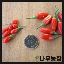 (나무농장) 구기자나무 왕구기자 삽목3년 묘목 ( 2주묶음 )
