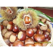 22곶감 선물용트레이50과2~3kg 감말랭이 특품800g2팩 대봉감 10kg15kg 지리산곶감 고종시 반건시 건시, 곶감 실속형550g2팩