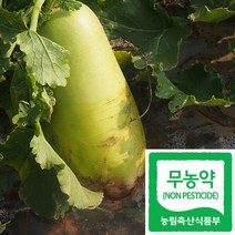 국산 무농약 인증 무우 무/야채수 재료(친환경), 1kg