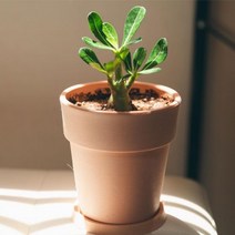 석화 공기정화식물 화분 꽃 키우기쉬운식물 사막의장미, 01_석화
