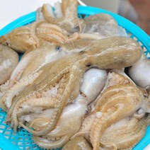 태안 신진도 자연산 활 주꾸미 1kg 7-13미 내외