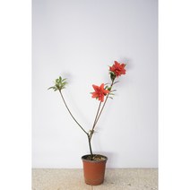 왜철쭉 사랑 묘목 분재 철쭉 꽃 꽃나무, 小