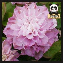 (나무판다) 클레마티스 묘목 2L포트, 4. 프린세스케이트 2L포트