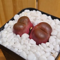 (오운정원)마우가니 씨앗10립 코노피튬 키트 conophytum, 마우가니10립, 없음