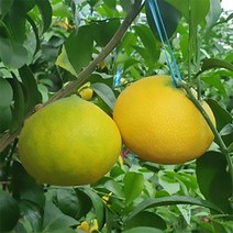 황금향 2kg 제주 직배송 (가정용), 중과