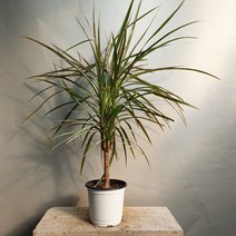 드라세나마지나타 마지나타 중품 공룡꽃식물원 40, 1개