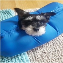 강아지털말리기 드라이룸 네이비 L 고양이털 털관리