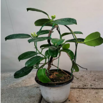 마다카스 넝쿨자스민(꽃이피면 향기가 좋아요)