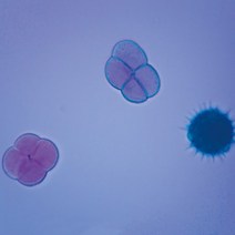 영구프레파라트/화분(꽃가루)