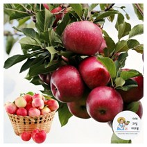 가정용 못생겨도 맛 좋은 영양만점 못난이 흠 사과 (중 10kg)